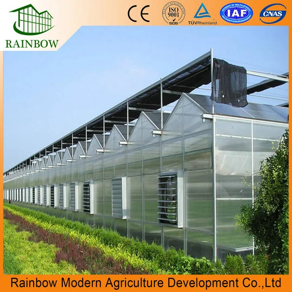 China Modern Venlo Polycarbonate Hollow Plate Greenhouse