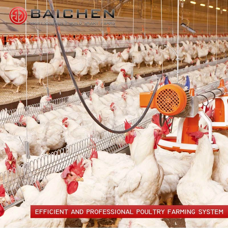2023 Alimentador Automático de frango Aves Criador de linha de equipamentos de alimentação de corrente