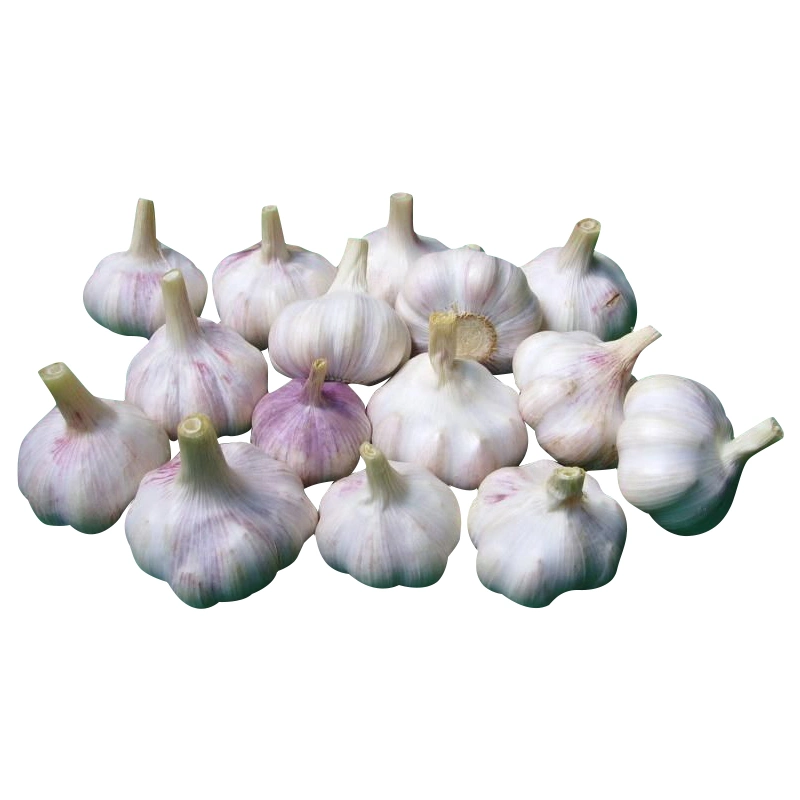 China Supply Organic White Garlic with Mesh Bag