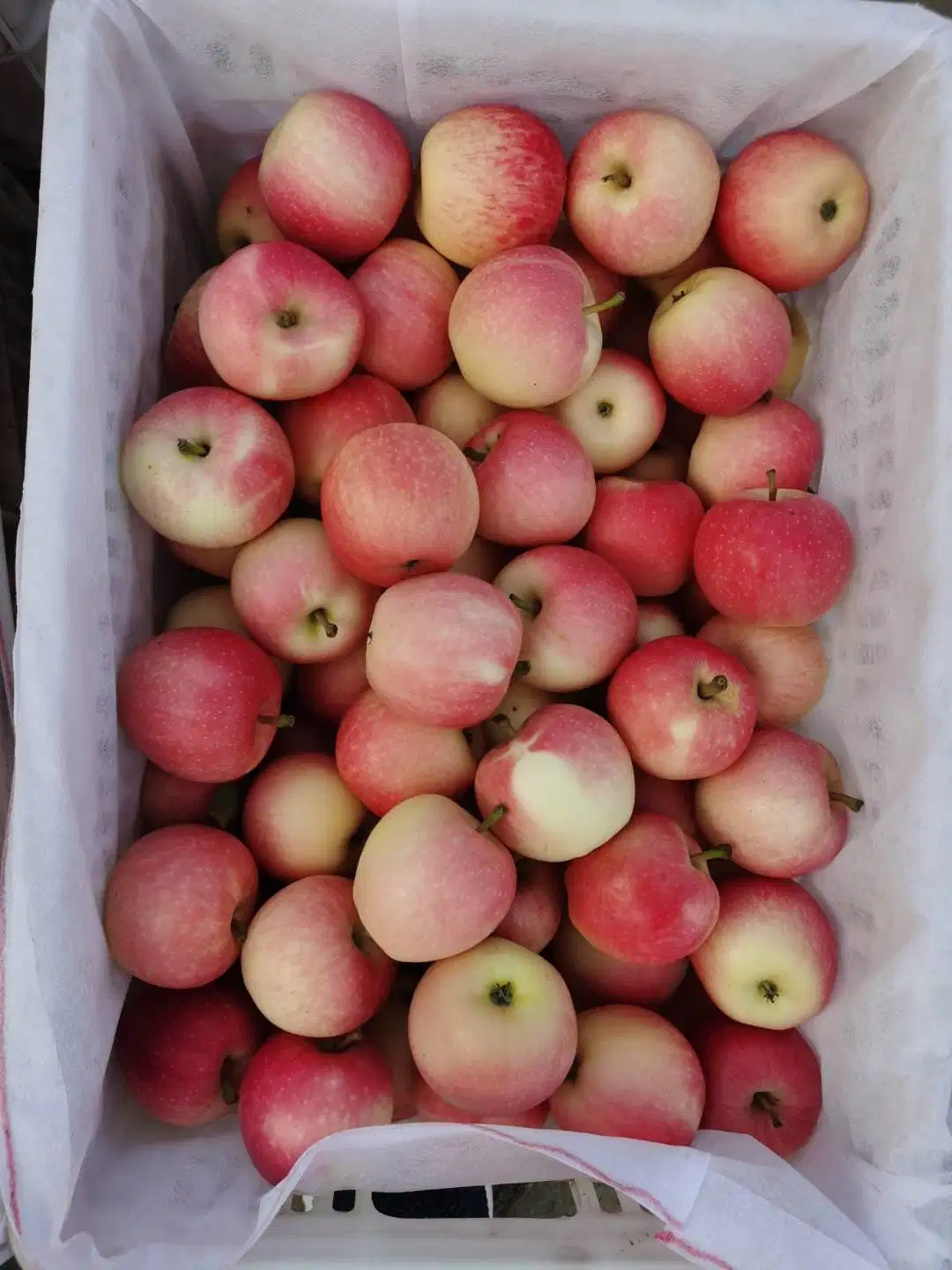 New Season Red Gala Apple Fruit