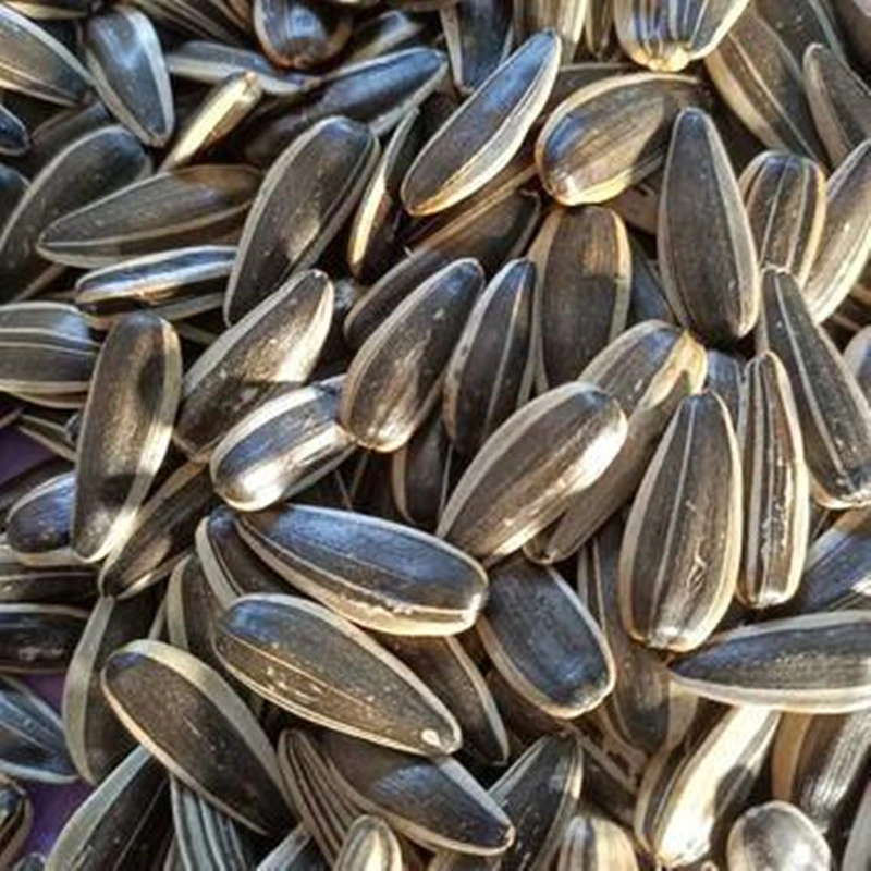 Materia prima semillas de girasol Rendimiento de alta calidad/alto costo