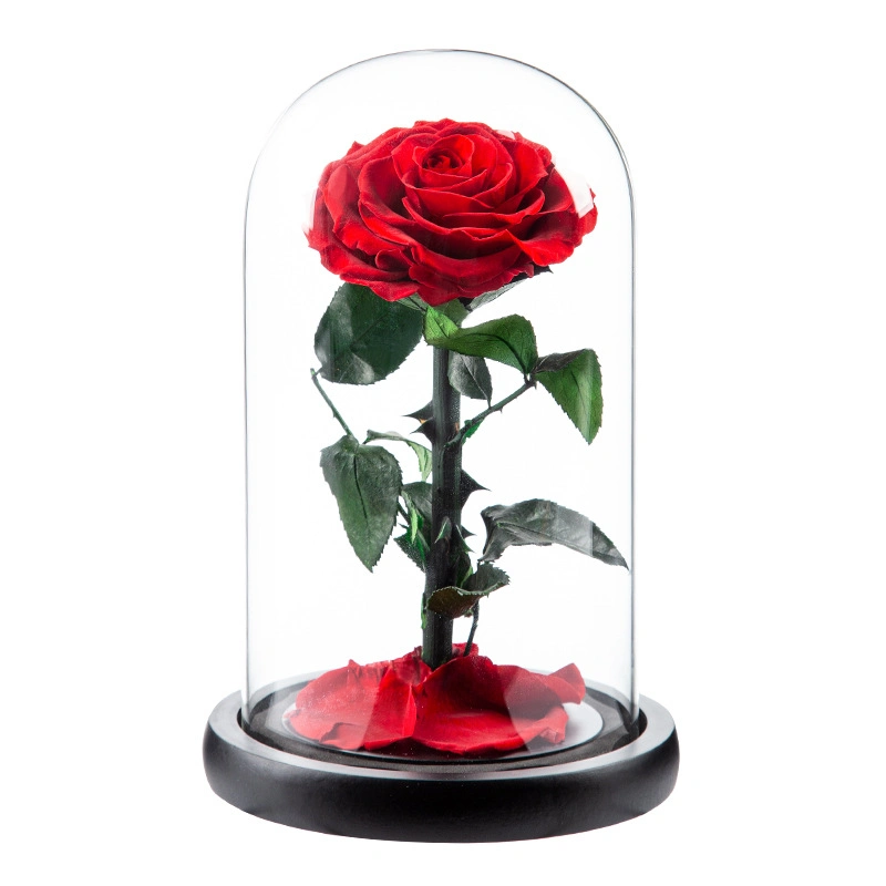 Fleur de rose conservée de haute qualité, rose naturelle non artificielle, meilleur cadeau et souvenir pour la Saint-Valentin