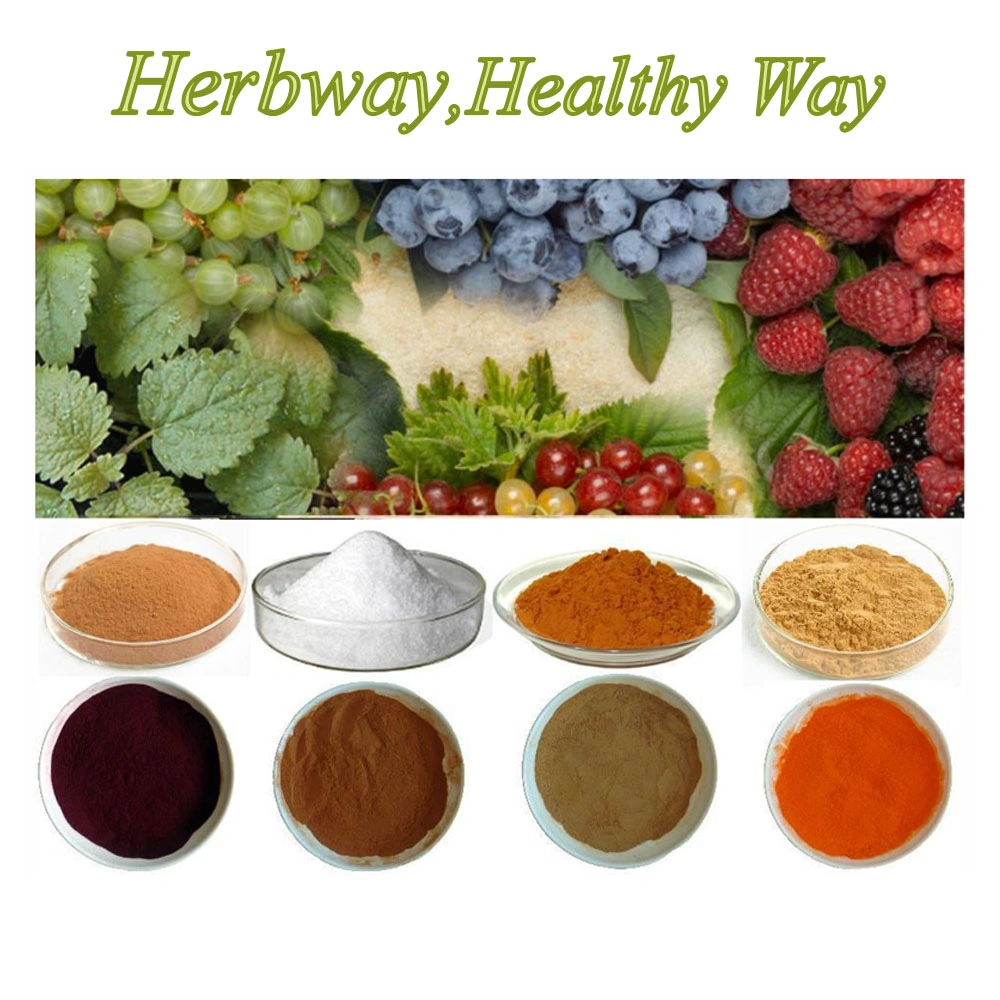 Herbway High quality/High cost performance  Camellia Sinensis High EGCG 60% Tea Polyphenols Green Tea Leaf Extract