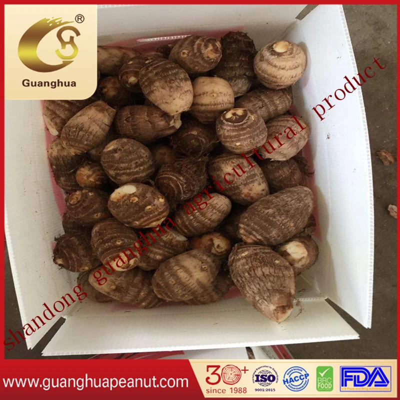 نيو Crop Fresh Taro Good Quality