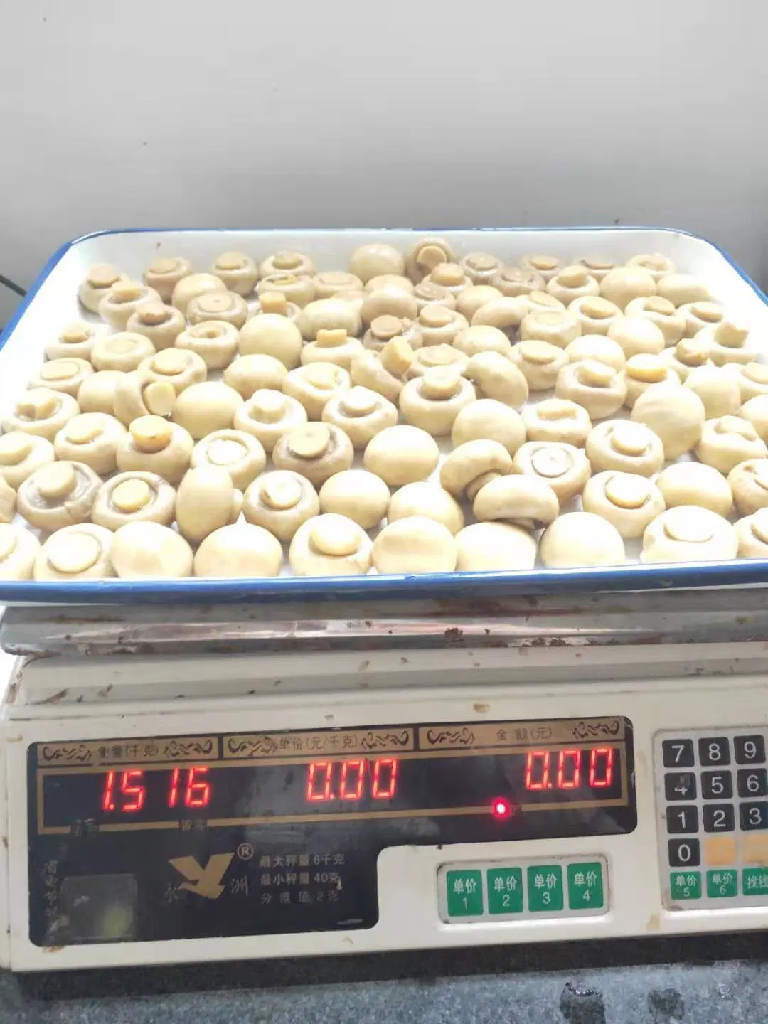 2021 New Crop Fresh Mushroom Delicious Canned Mushroom Whole OEM with Factory Price