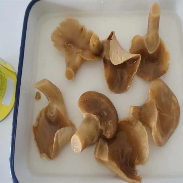 Les conserves de champignons d'ormeaux Orgainc brutes pour la protection du foie