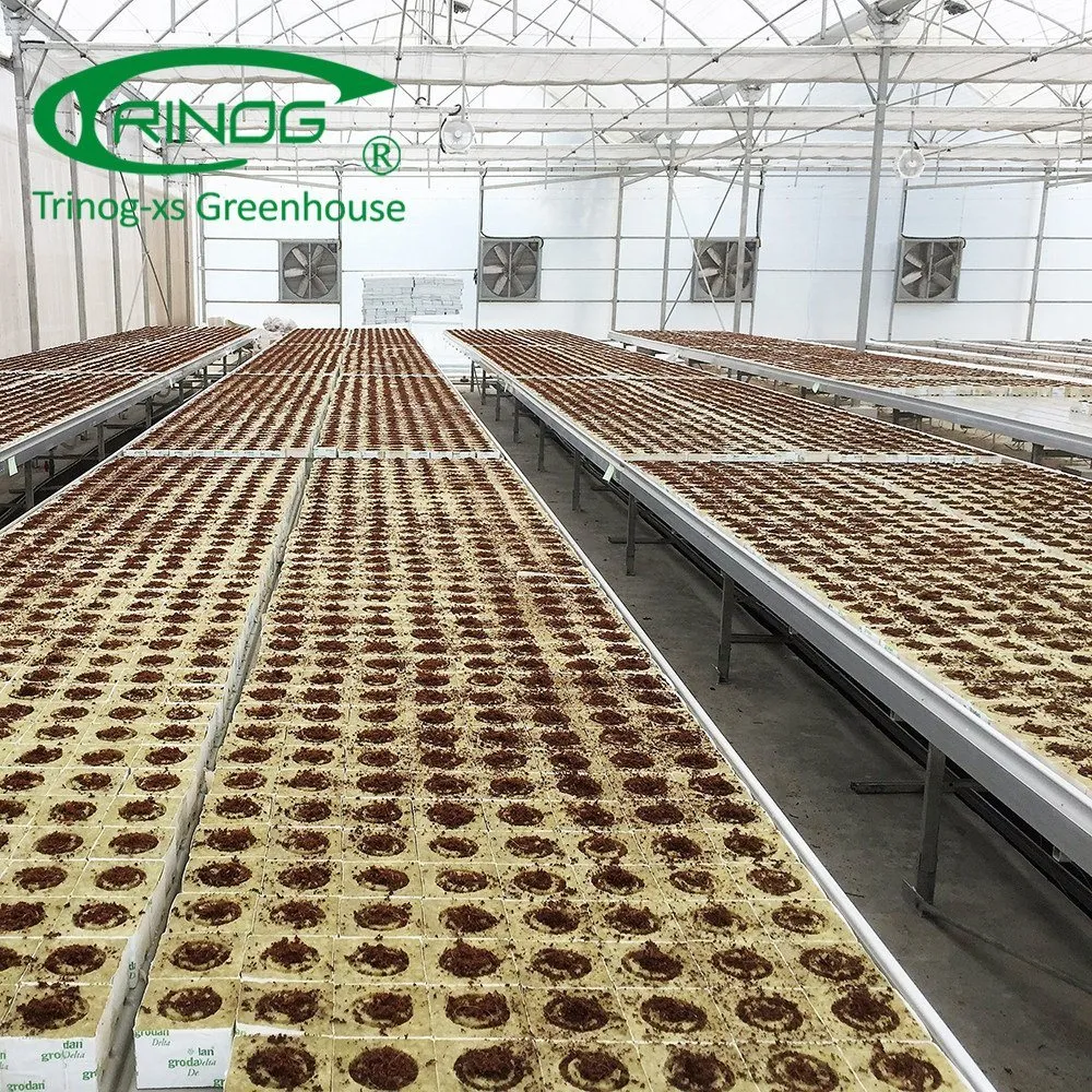 Agriculture Vegetables Commercial Multi-span Film Greenhouse with Cultivation Hydroponics System