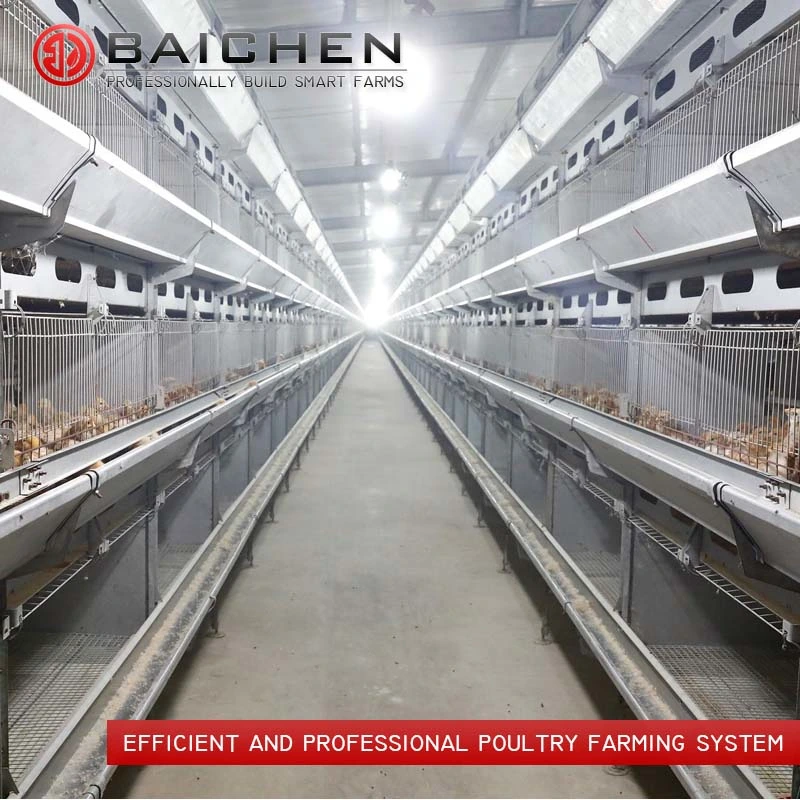 Fully Automated Tunnel Ventilated Broiler Poultry Farm House Multi-Tier Chicken Cages