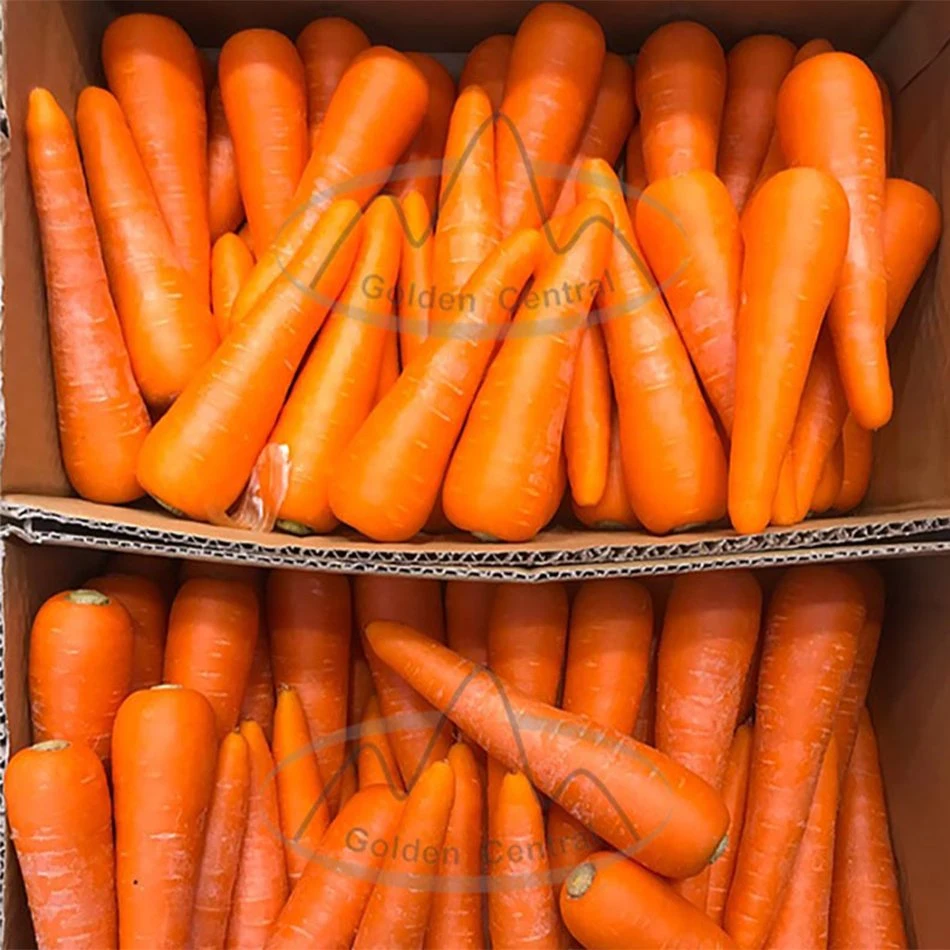 Fresh Wholesale/Supplier Chinese Spot Long Carrots