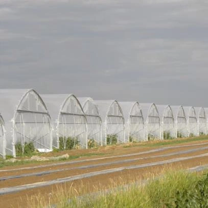 Sunlight Tunnel Fruits Tomato Film Agriculture Greenhouse