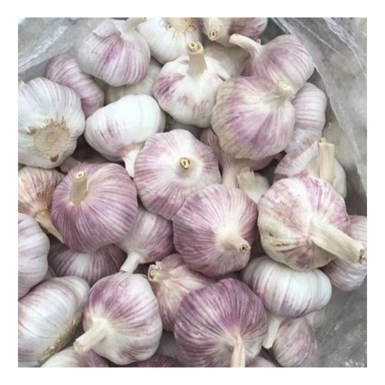 Wholesale/Supplier Fresh Normal Pure White Purple Chinese Garlic