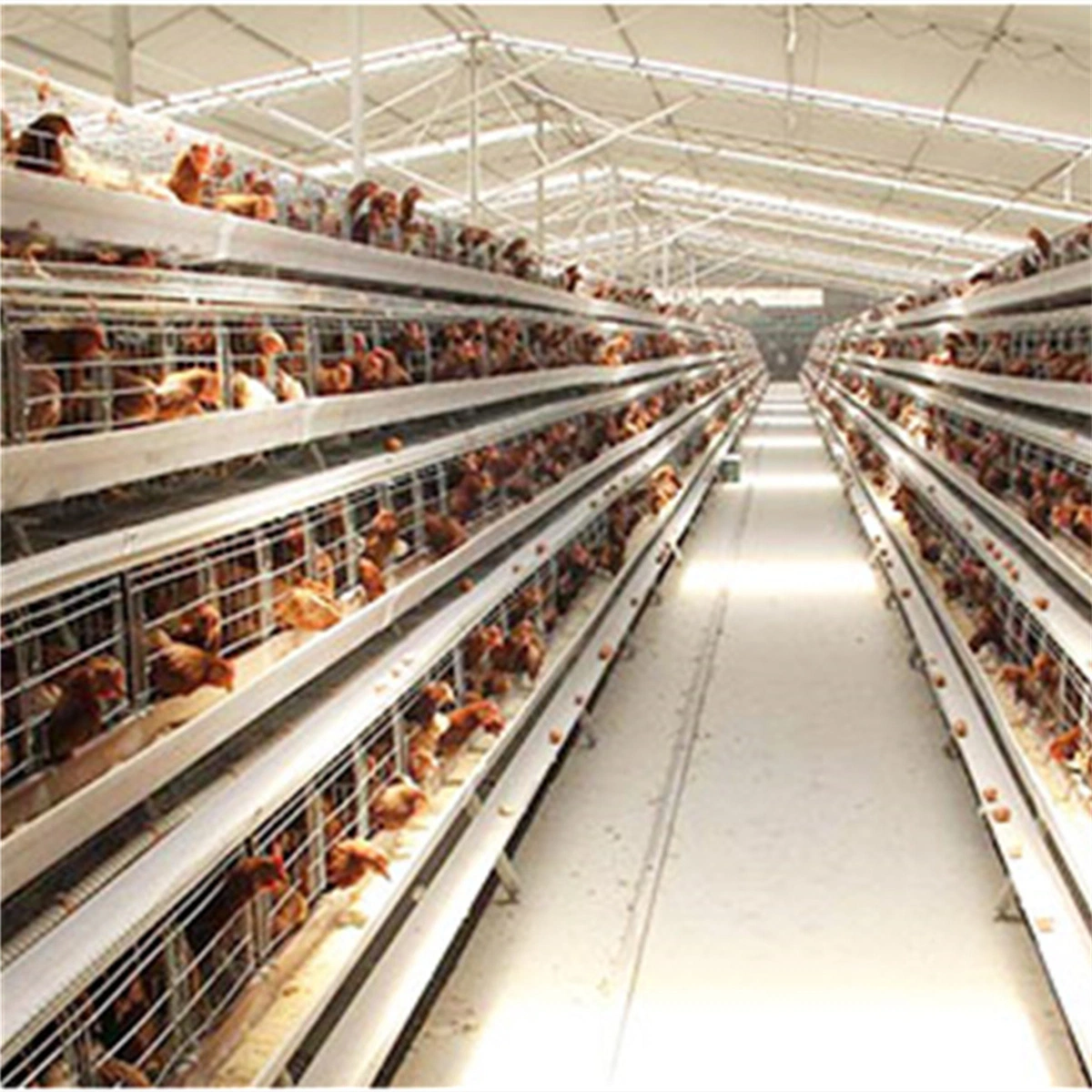 L'Aviculture Équipement de couche de poulet Cage système Coop