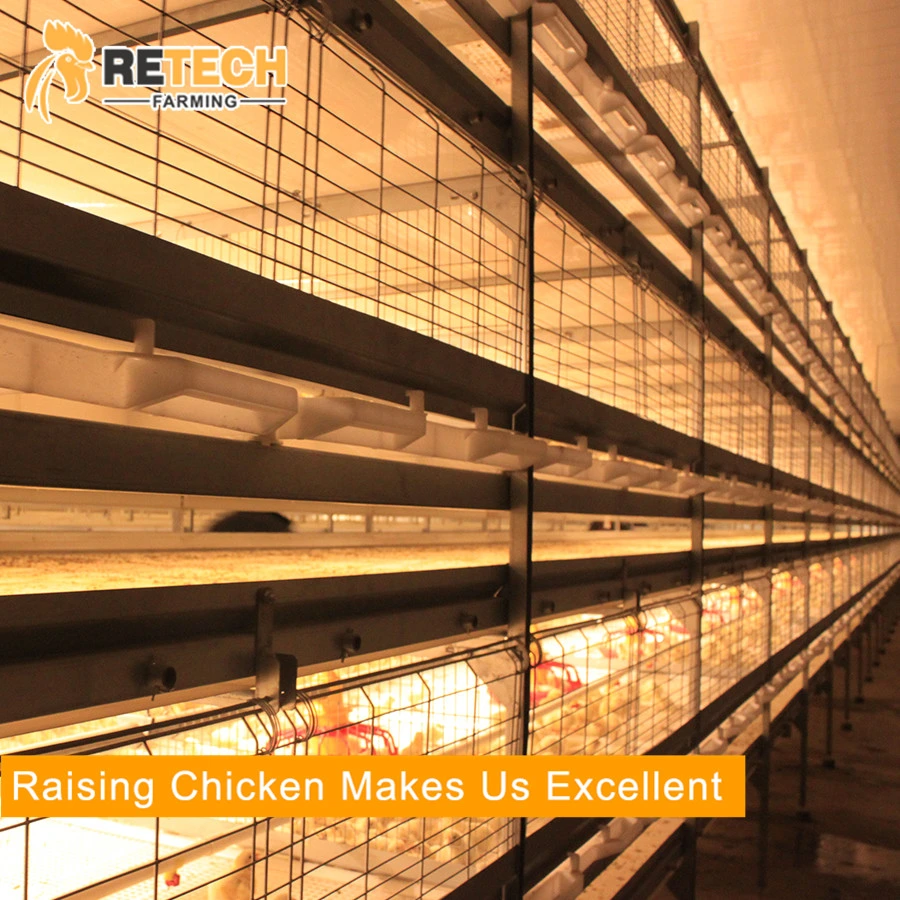 Automatic Poultry Farm Broiler Feeding System Broiler Chicken Raising Equipment