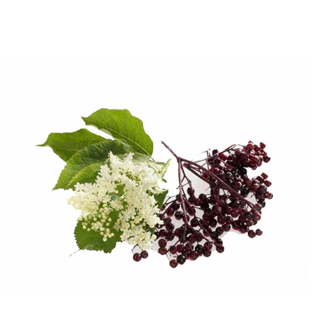 Health Supplement Elderberry Extract Herbal Extract Beverage Flavours