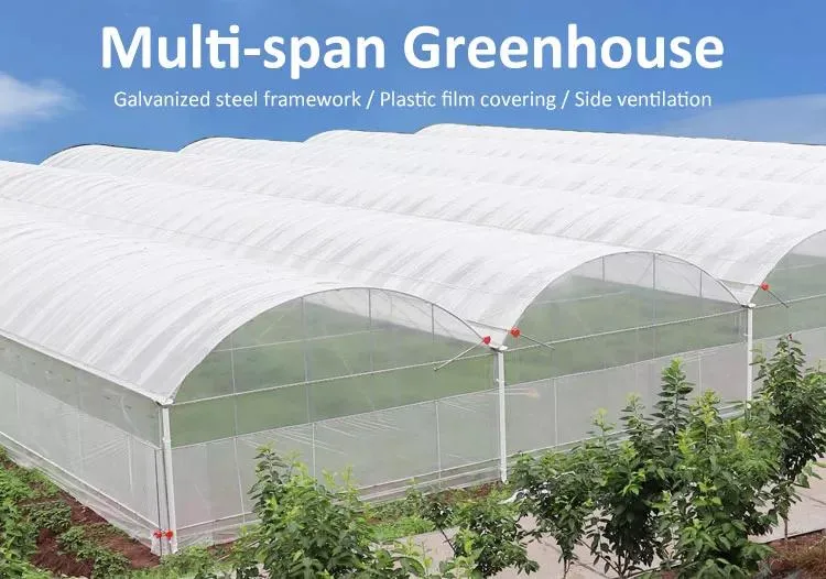 Commercial Plastic Film Greenhouse for Tomatoes and Strawberry