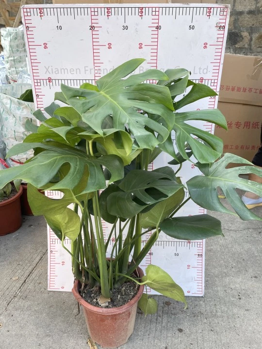 Hot Sale Big Monstera Natural Plants From China