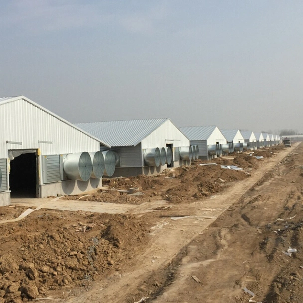 Schnell Montieren Stahlstruktur Huhn Verwenden Geflügelhaus / Chickend Farm / Broiler Hühnerstall