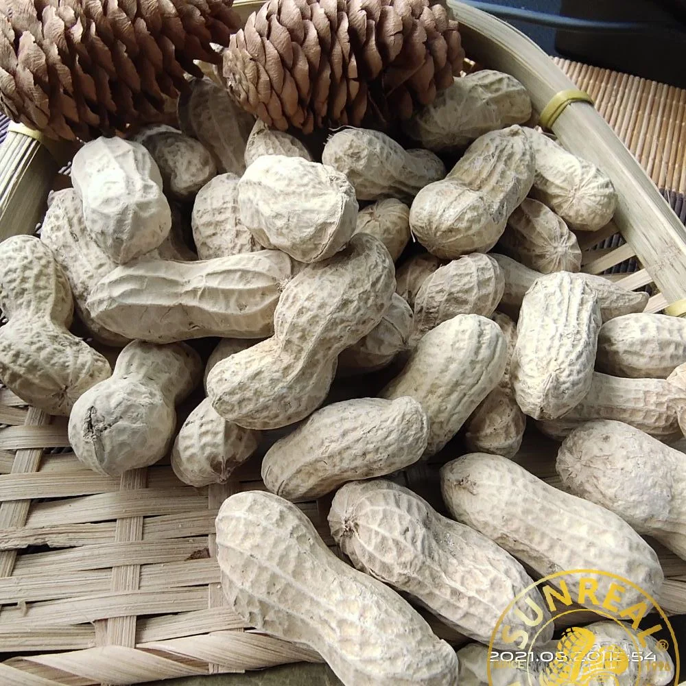 Roasted Virginia Peanuts in Shell From China/Big and Aesthetic