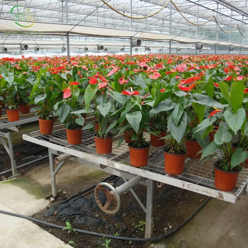 Agriculture Meubles de jardin pouponnière en treillis métallique banc mobile de semis