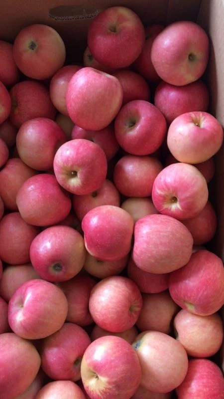 Fresh Red Delicious Gala Apples From China