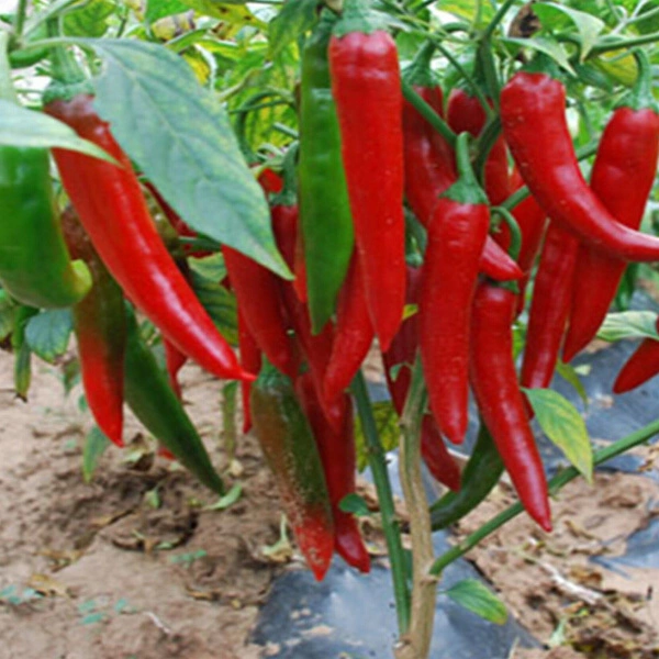 100% Natural Red Pepper Extract Capsaicin