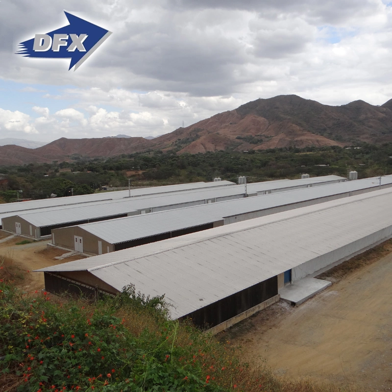 Large Span Steel Structure Poultry Broiler Farm