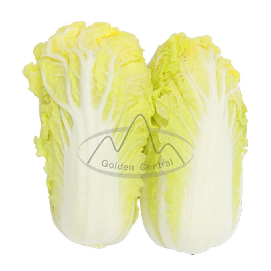 Delicious Chinese Cabbage Fresh Long Cabbage Export From China