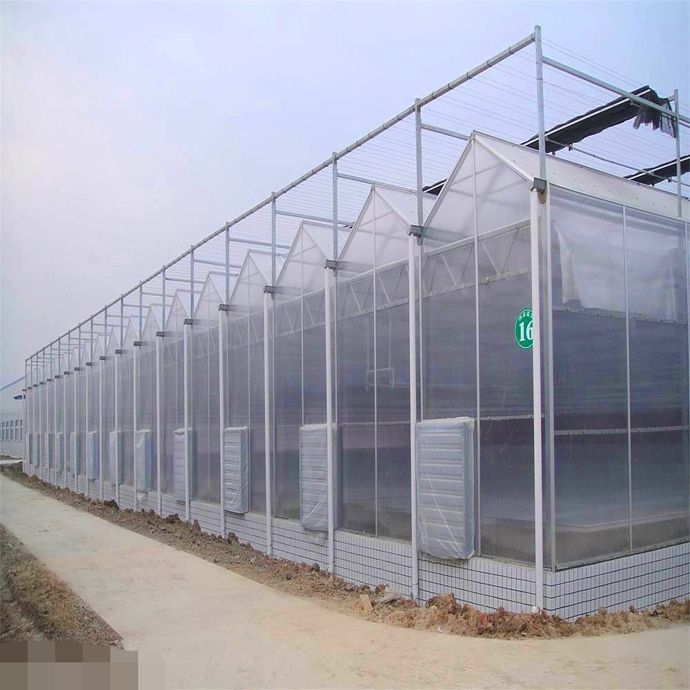 Muti-span Venlo PC Sheet Greenhouses Hot-مغموسة مغلفنة الصلب الهيكل الزراعة ورقة بولي كربونات البيت الأخضر مع أنظمة الهيدروبونكس للوتوماتو / الفاكهة