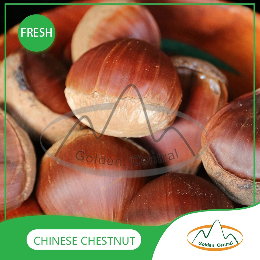 Organic Fresh Bulk Chestnuts Price Per Kg