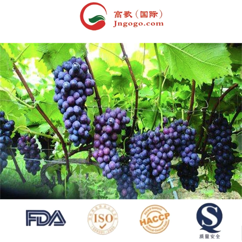 Hot Selling Top Quality Crimson Seedless Grapes for Wholesale/Supplier Newest Color Origin Super Type Comfort Variety Size