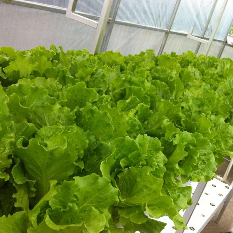 Factory Supply Fast Grow Green Salad Lettuce Seeds for Agriculture Sale