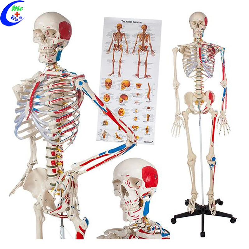 Modelo de esqueleto anatómicos humanos médicos