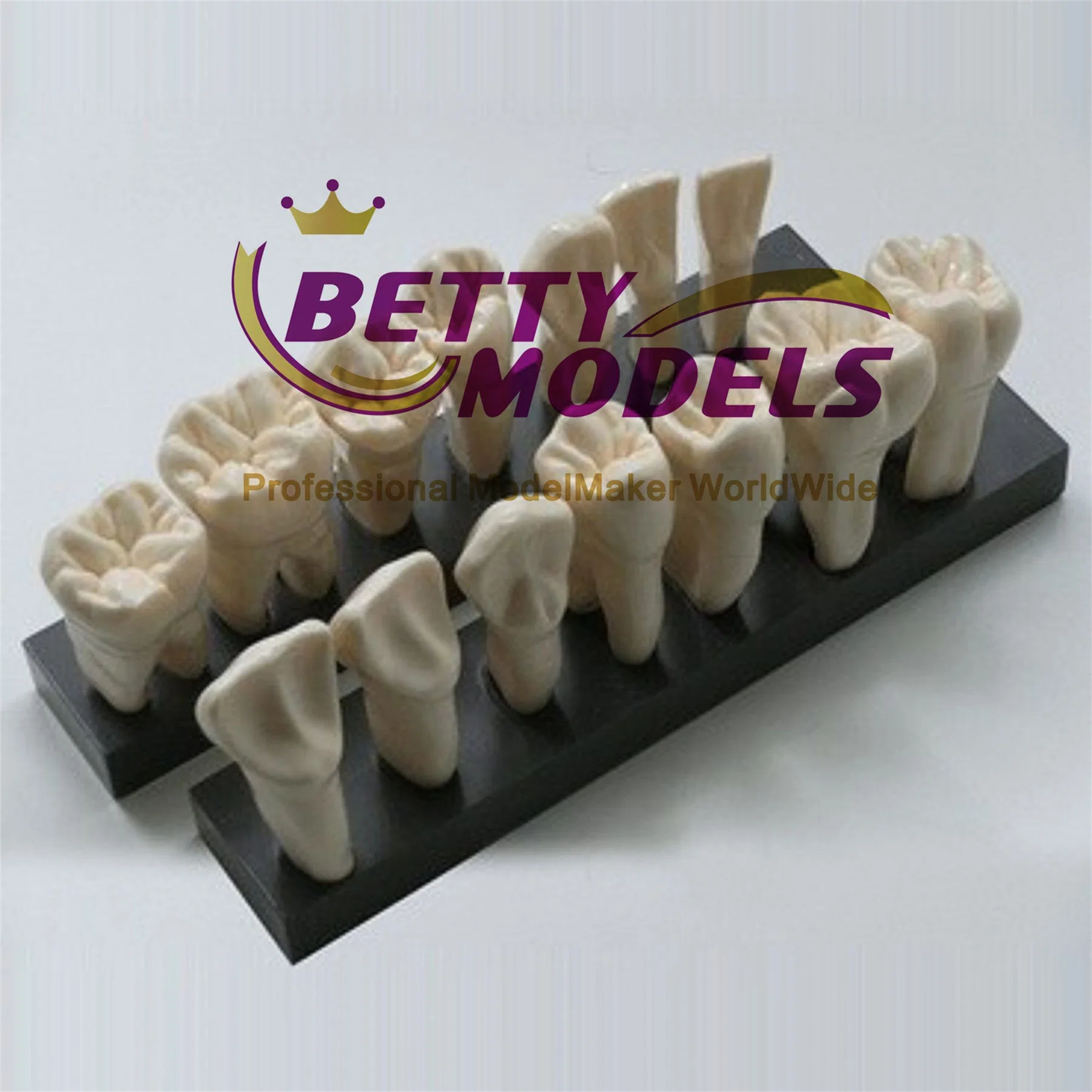 Высокие детали Медицинские зубы Масштабирование 3D физическая модель для обучения