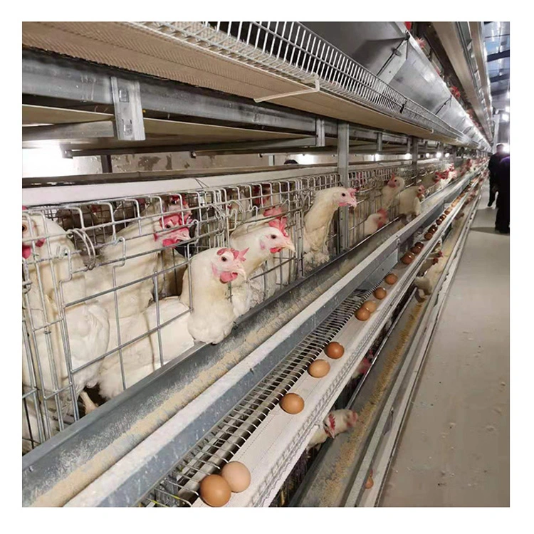 Automatic Hot Galvanized Battery Layer Chicken Cage Equipment