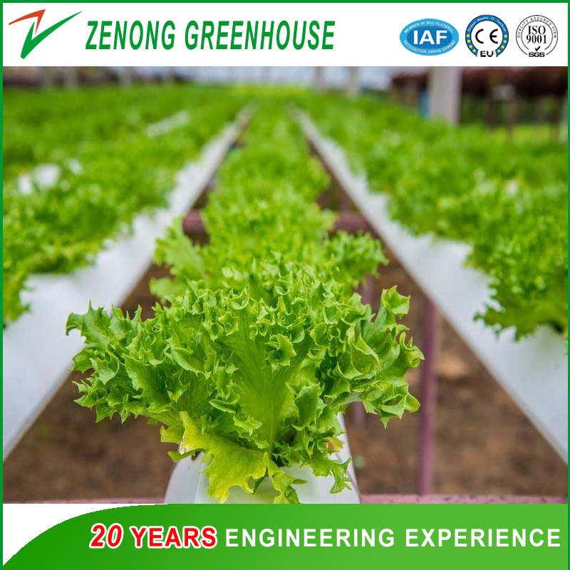 Effizientes Polycarbonat Gewächshaus und hydroponic growing System für Tomaten und Salat