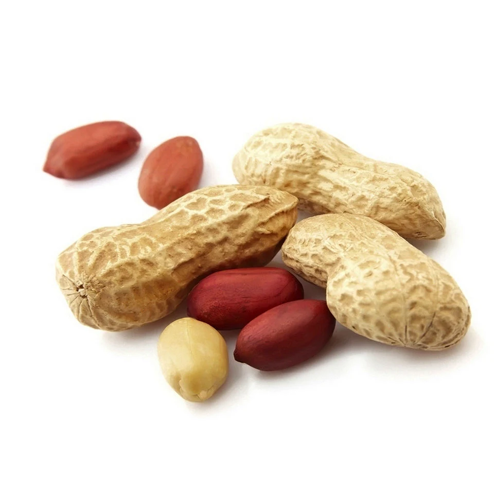 Best Quality New Crop Groundnut in Shell Peanut