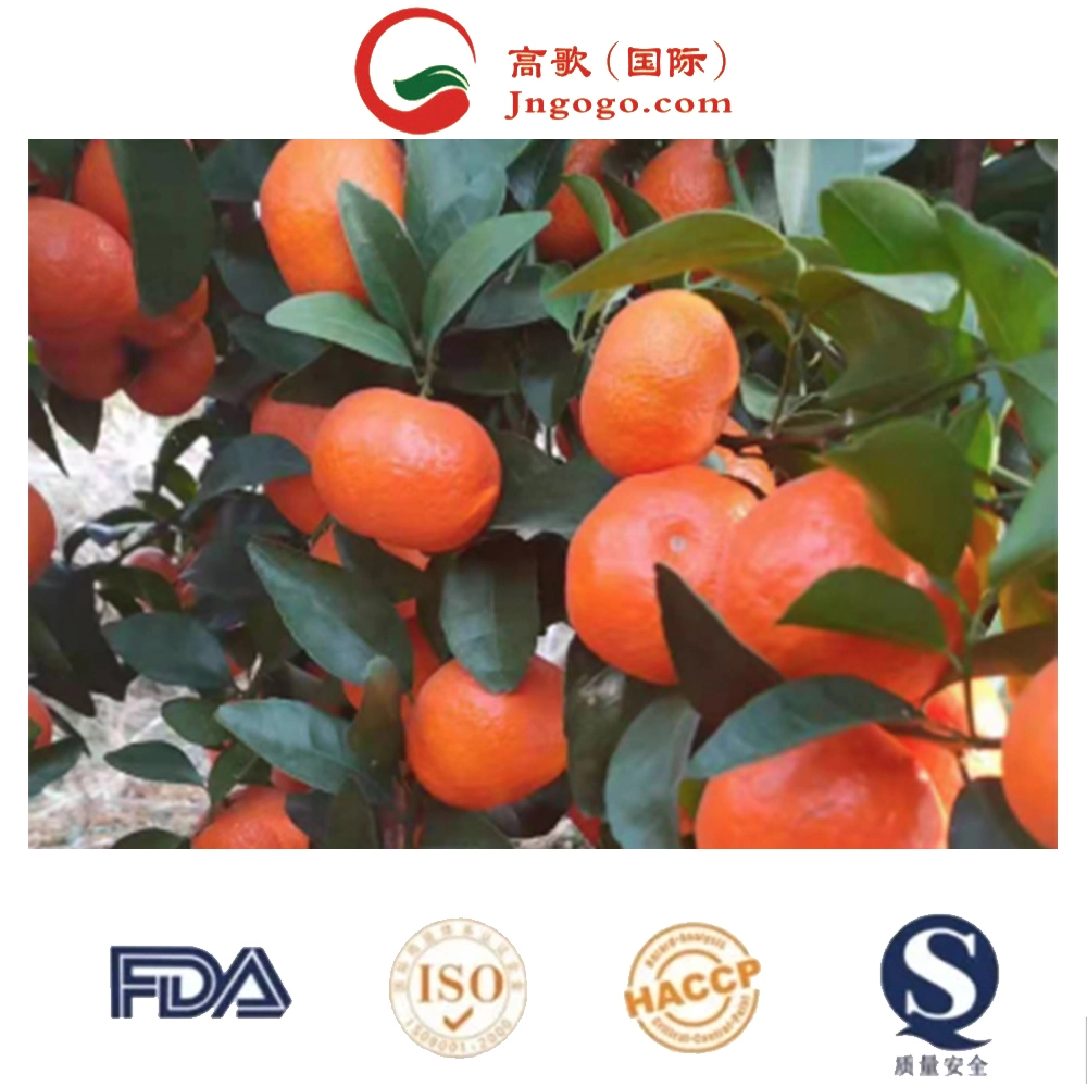 High Quality Export Wholesale Cheap Tangerines Sweet Fresh Orange