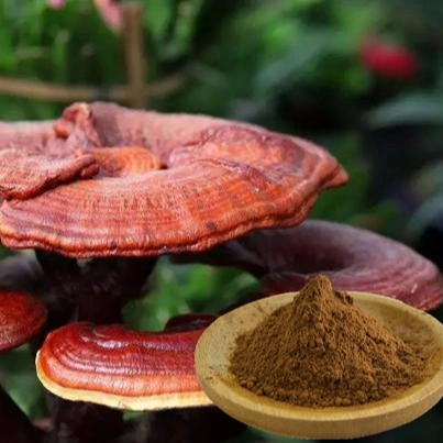 Ganoderma Lucidum Spore Mushroom Extract Supplement Powder Wall Broken