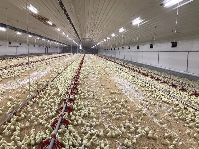 Estructura de acero de China el uso de la casa de aves de corral Pollo/Chickend/ Casa de la granja de Pollos Parrilleros
