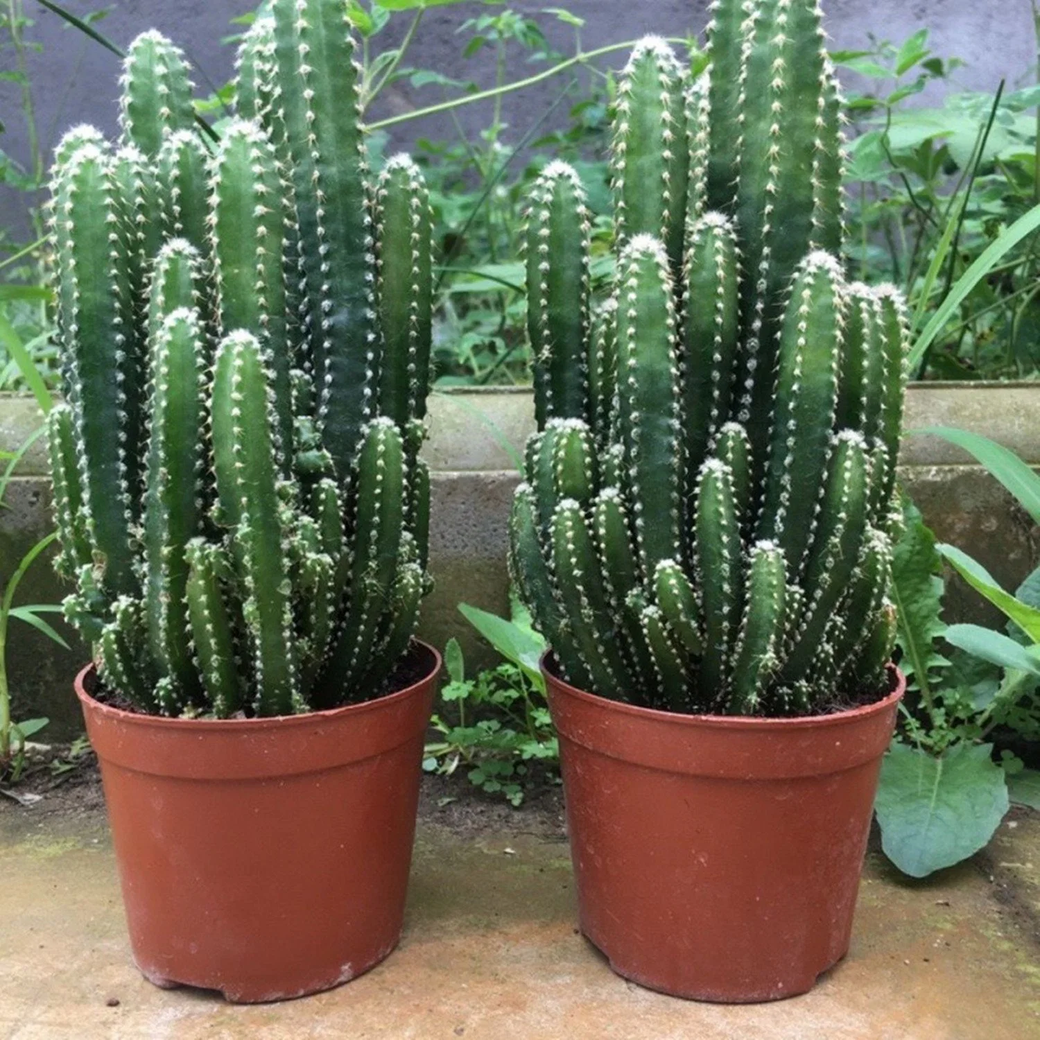 Cactus Decor Euphorbia Tirucalli Live Plants Succulent Natural Cactus Nursery Wholesale/Supplier