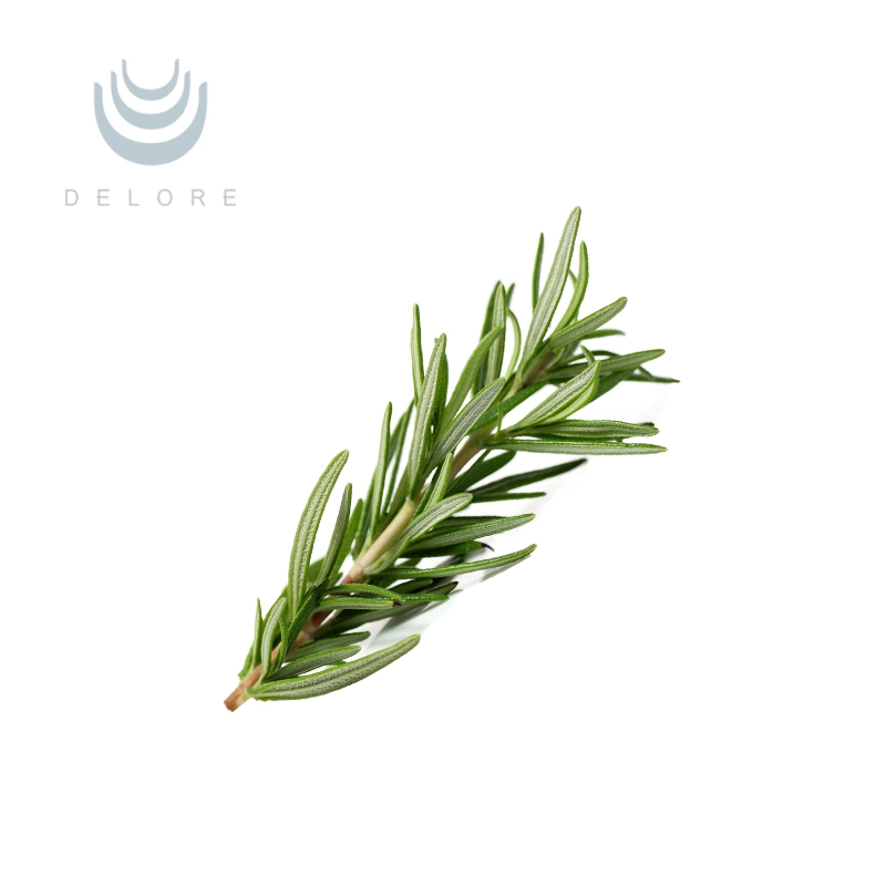 Hot Sell Good Price Fresh Organic Food Preservative Rosemary Extract Carnosic Acid