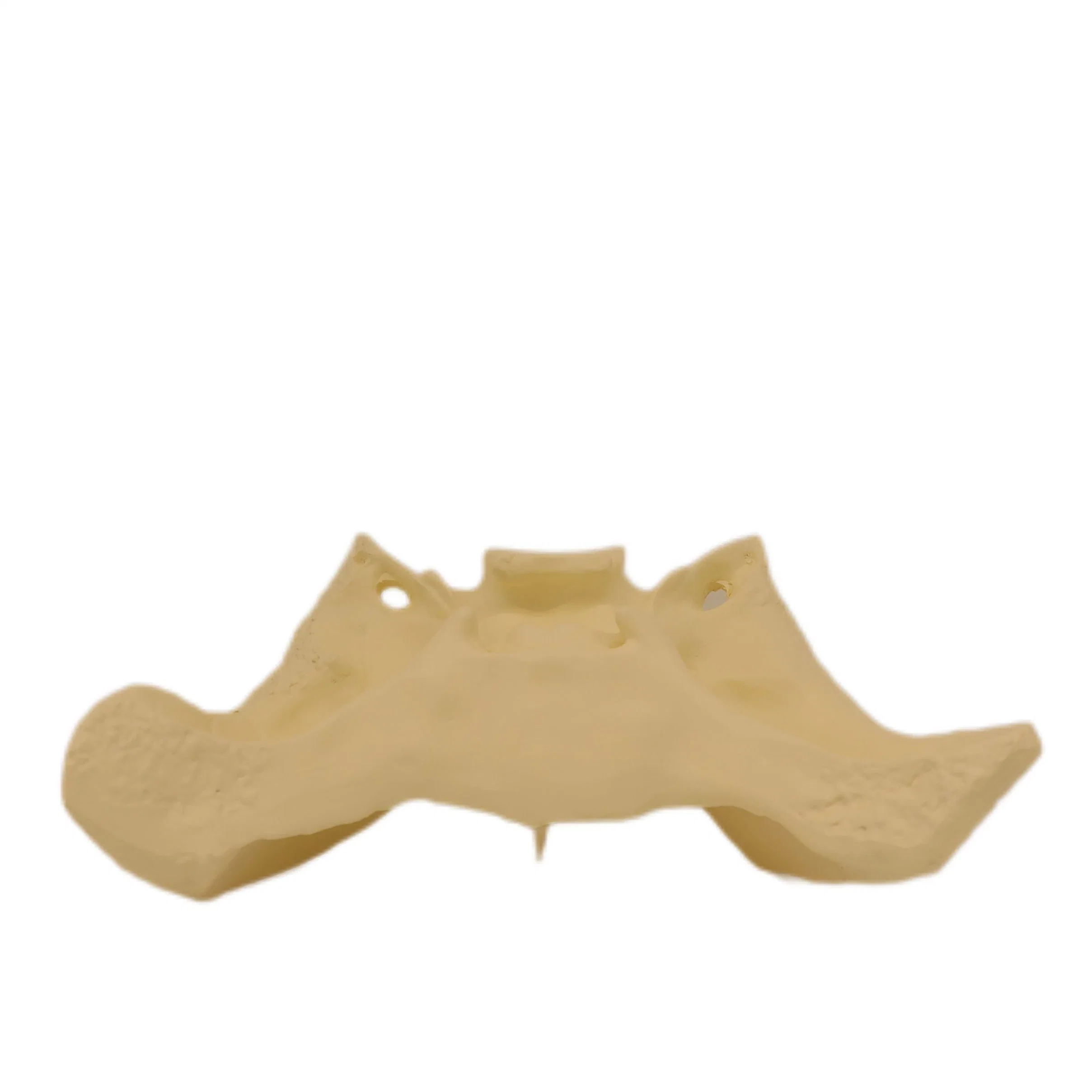 Lab Biological Teaching Models Expansion Model of Sphenoid Bone Skeleton Model of PVC