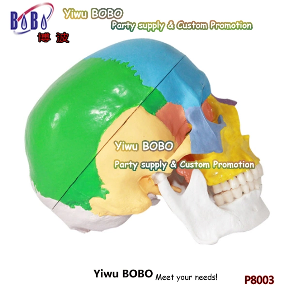 Human Color Skull Model Skull Model Head Model Three-Part Detachable Skeleton Model Bone (P8003)