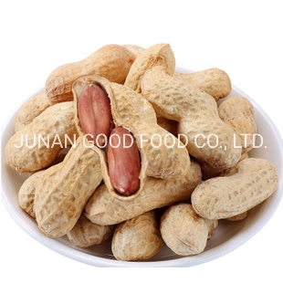 The Most Popular Export of Roasted Peanuts Selling Peanut Shells