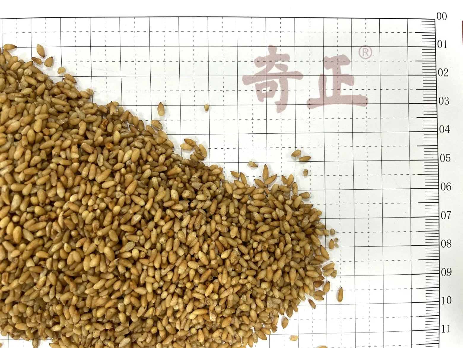 El semen Platycladi Semillas de cedro de fabricante chino de hierbas secas Baiziren Chino tradicional