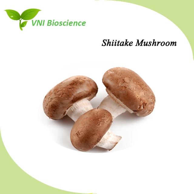 Kosher Halal Certified High quality/High cost performance Shiitake Mushroom Extract