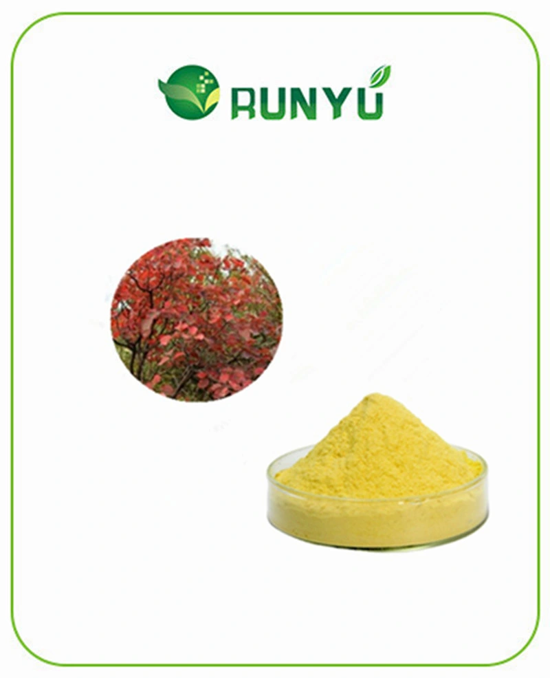 Factory Supply Cotinus Coggygria Extract Fisetin 50% Powder