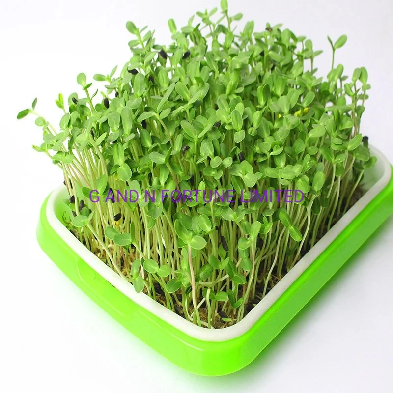 Seed Sprout Tray Kit Home Garden Sweet Buckwheat