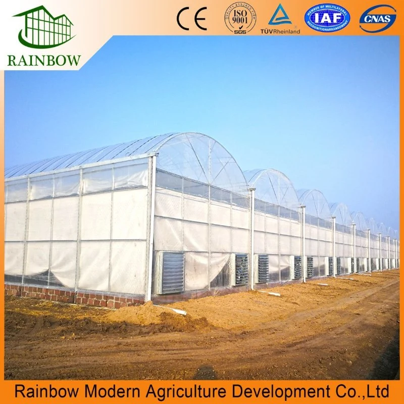 Agricultural Multi Span Poly Film Tunnel Greenhouse with Hydroponics Planting System for Tomato Pepper Lettuce Strawberry Vegetables Flowers