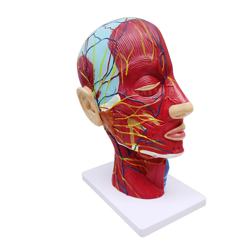 Sy-N027 Barato Facial humano Músculo Rasas Anatomia Médico Neurovascular modelo o modelo de ensino